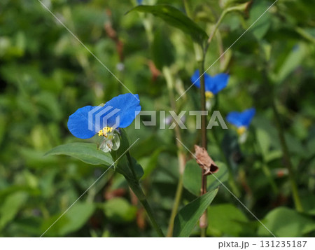 青いツユクサの花（日差しを浴びた雨上がりの露草） 131235187