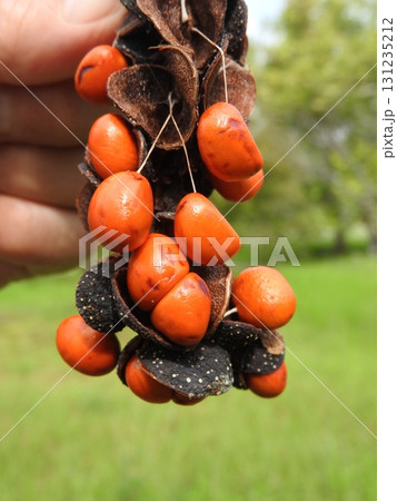 熟したコブシの果実：外皮から種子が露出した状態 131235212