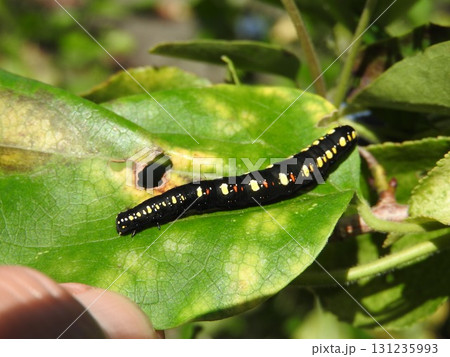 食草であるアオツヅラフジの葉についた「ヒメエグリバ」の幼虫 131235993
