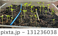 Young seedlings sprouting in soil tray indoors, delicate green shoots reaching for light, macro closeup of early plant growth and germination process in natural conditions. 131236038