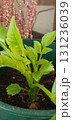 Closeup of tiny seedlings emerging from dahlia soil, tender green leaves at early growth stage, indoor germination process captured in detail, concept of agriculture and gardening. 131236039