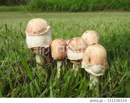 毒キノコの一種「オオシロカラカサタケ」の幼菌状態 131236319