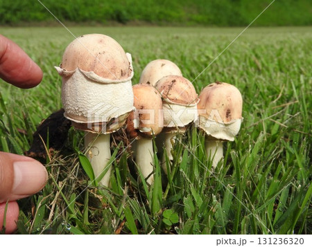 毒キノコの一種「オオシロカラカサタケ」の幼菌状態 毒キノコの一種「オオシロカラカサタケ」の幼菌状態 131236320