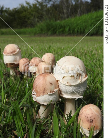 毒キノコの一種「オオシロカラカサタケ」の幼菌状態 毒キノコの一種「オオシロカラカサタケ」の幼菌状態 131236321