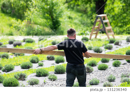 A man carries a wooden board to install a wooden gazebo in a lavender field. 131236340