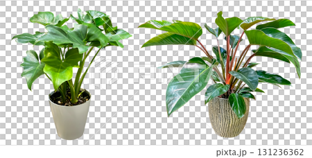 室內植物的剪紙(背景透明) 室內植物的剪紙(背景透明) 131236362