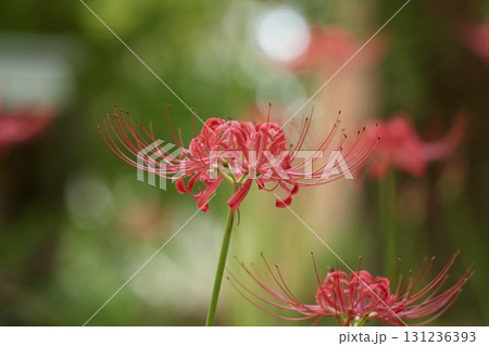 美しく咲く赤い彼岸花　玉ボケ　光輝く 131236393