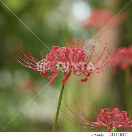 美しく咲く赤い彼岸花 玉ボケ 光輝く 美しく咲く赤い彼岸花 玉ボケ 光輝く 131236394