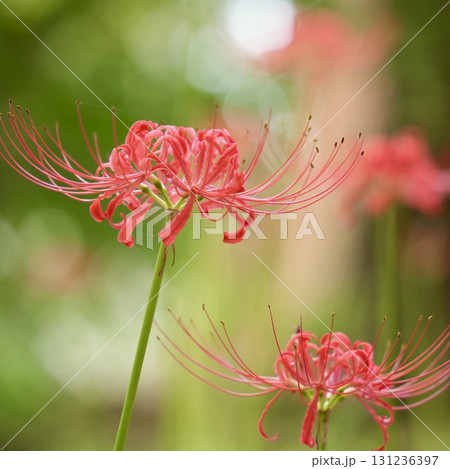 美しく咲く赤い彼岸花　玉ボケ　光輝く 131236397