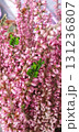 Calluna vulgaris heather with clusters of tiny pink blossoms and green foliage, closeup of ornamental wildflower, outdoor seasonal bloom captured in natural light. 131236807