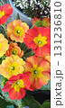 Primula vulgaris with red, orange and yellow petals blooming in garden pot, closeup of vivid spring ornamental flower cluster with textured green leaves in sunlight. 131236810