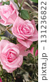 Pink roses, Rosa in bloom with layered petals and green foliage, closeup of ornamental garden flower captured in natural daylight, romantic floral composition. 131236822