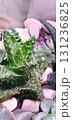 Decorative Aloe hybrid succulent with green spiky leaves and white spots, planted in pot with decorative stones, closeup macro detail of indoor ornamental plant. 131236825