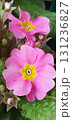 Pink primrose, Primula vulgaris flowers with bright yellow centers, blooming in cluster with green foliage, closeup view of spring ornamental plant in natural light. 131236827