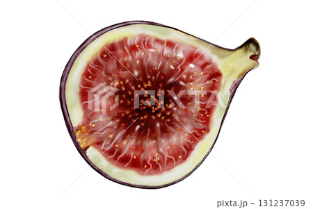 Fig watercolor. Fig tree fruit illustration on a white background. Food clip art. Ideal for cosmetics logos and culinary recipes. Fig watercolor. Fig tree fruit illustration on a white background. Food clip art. Ideal for cosmetics logos and culinary recipes. 131237039
