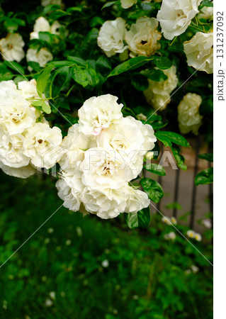 白薔薇サマースノー 131237092