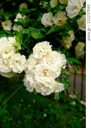 白薔薇サマースノー 131237093
