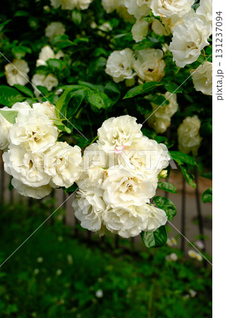 白薔薇サマースノー 白薔薇サマースノー 131237094
