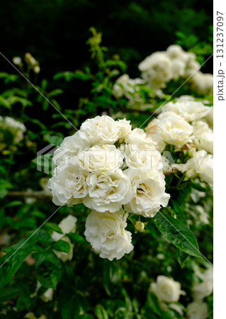 白薔薇サマースノー 131237097