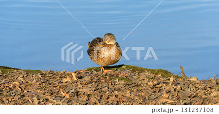 Brown duck is basking in the sun on a lake shore 131237108