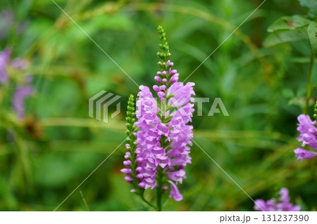 ハナトラノオの花 131237390