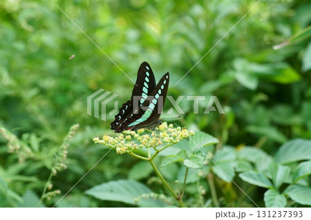 ヤブガラシの蜜を吸うアオスジアゲハ 131237393