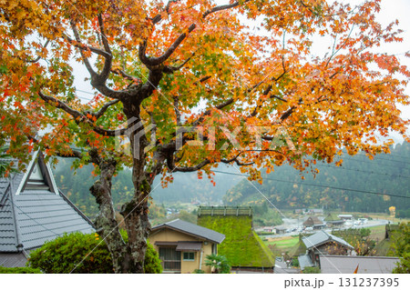 紅葉の季節を迎えたか美山やぶきの里 紅葉の季節を迎えたか美山やぶきの里 131237395