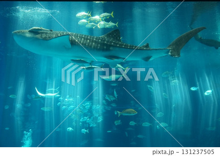 美ら海水族館 沖縄 美ら海水族館 沖縄 131237505