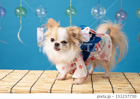 ブルーバックと風鈴と浴衣を着たチワワ 131237730
