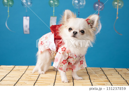 ブルーバックと風鈴と浴衣を着たチワワ ブルーバックと風鈴と浴衣を着たチワワ 131237859