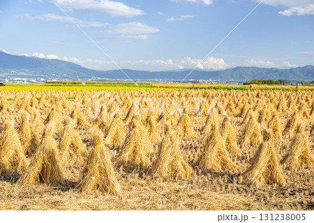 脱穀後の稲藁干し　松本市 131238005
