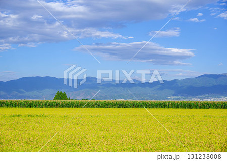 実る稲穂とデントコーン畑 131238008