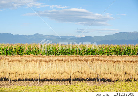 はぜかけとデントコーンのある風景　松本市 131238009