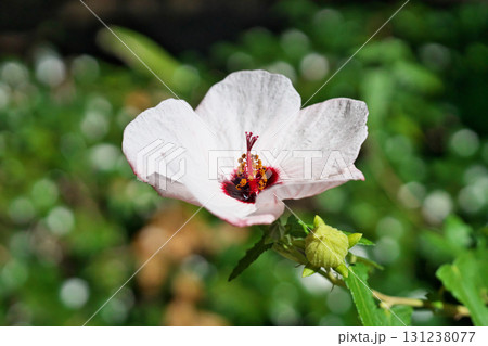 白いタカサゴフヨウの花(秋、九月) 白いタカサゴフヨウの花(秋、九月) 131238077