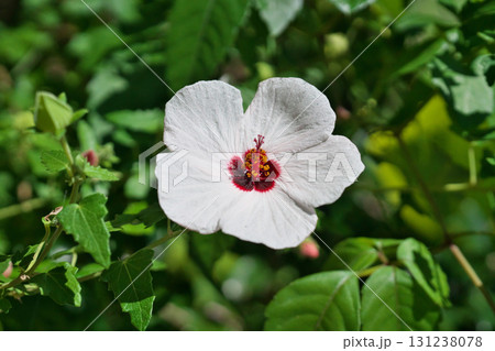 白いタカサゴフヨウの花(秋、九月) 白いタカサゴフヨウの花(秋、九月) 131238078
