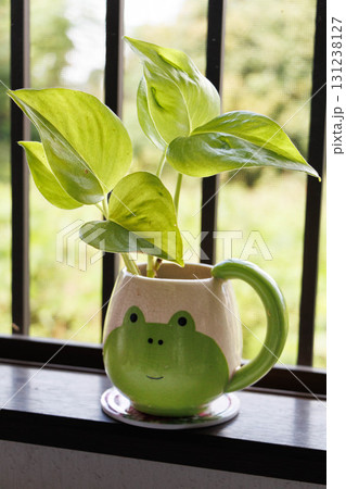 窓辺の鉢と観葉植物 131238127