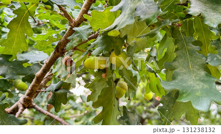 Green acorns hanging from an oak tree branch surrounded by lush green leaves. The scene captures the essence of nature and growth Green acorns hanging from an oak tree branch surrounded by lush green leaves. The scene captures the essence of nature and growth 131238132