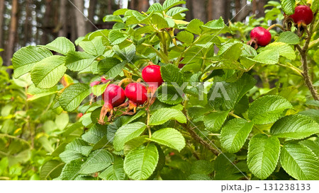 Bright red rose hips grow on a green bush in a forest setting. The leaves are lush and healthy, creating a vibrant natural scene 131238133