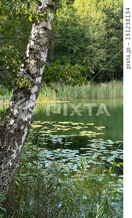 A serene lake surrounded by lush greenery. A birch tree stands on the left, with lily pads floating on the water's surface. The scene conveys tranquility and nature 131238134