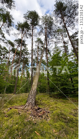 A tall, leaning tree in a lush green forest. Surrounding trees are straight and tall, with a mix of coniferous and deciduous foliage. The sky is partly cloudy A tall, leaning tree in a lush green forest. Surrounding trees are straight and tall, with a mix of coniferous and deciduous foliage. The sky is partly cloudy 131238142