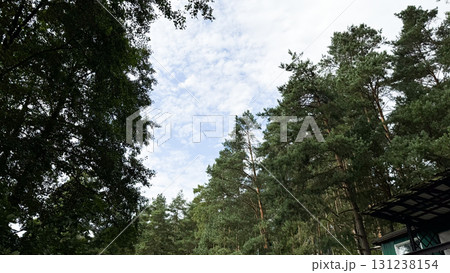 A serene view of tall green trees under a partly cloudy sky. The scene captures the tranquility of nature in a forested area 131238154