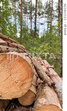 Stacked logs in a forest with green trees and a cloudy sky in the background. Natural wood texture and earthy tones dominate the scene 131238156