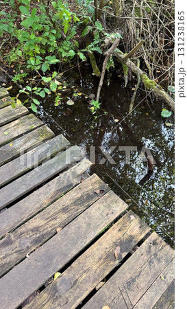 Wooden boardwalk over a dark, still water body surrounded by lush green vegetation. Reflections of trees visible in the water 131238165