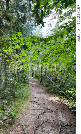 A serene forest path surrounded by lush green foliage. The trail is lined with tree roots and dappled sunlight filters through the leaves A serene forest path surrounded by lush green foliage. The trail is lined with tree roots and dappled sunlight filters through the leaves 131238167