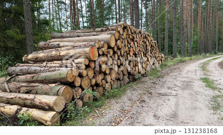 A stack of freshly cut logs beside a dirt road in a forest. Tall trees surround the area, creating a natural setting for timber storage A stack of freshly cut logs beside a dirt road in a forest. Tall trees surround the area, creating a natural setting for timber storage 131238168