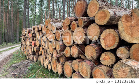 A stack of freshly cut logs beside a dirt path in a forest. The logs are neatly arranged, showcasing their natural wood grain and rings A stack of freshly cut logs beside a dirt path in a forest. The logs are neatly arranged, showcasing their natural wood grain and rings 131238169