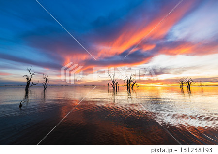 Lake Bonney Picturesque sunset with Barren dead gum trees, South Australia Lake Bonney Picturesque sunset with Barren dead gum trees, South Australia 131238193