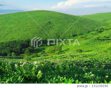 夏の霧ヶ峰・車山高原のフジバカマ群落からの展望 131238195