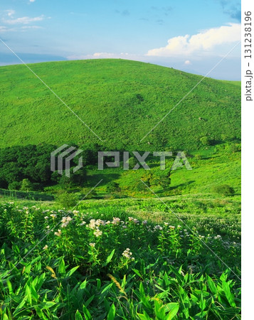 夏の霧ヶ峰・車山高原のフジバカマ群落からの展望 夏の霧ヶ峰・車山高原のフジバカマ群落からの展望 131238196