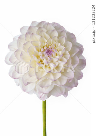 White dahlia with a delicate purple hue on a white background. 131238224